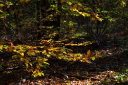 21 Heiderose Detsch 2024 Herbstfarben 1